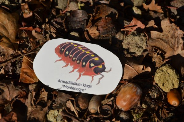 Sticker Armadillidium klugii "Montenegro"