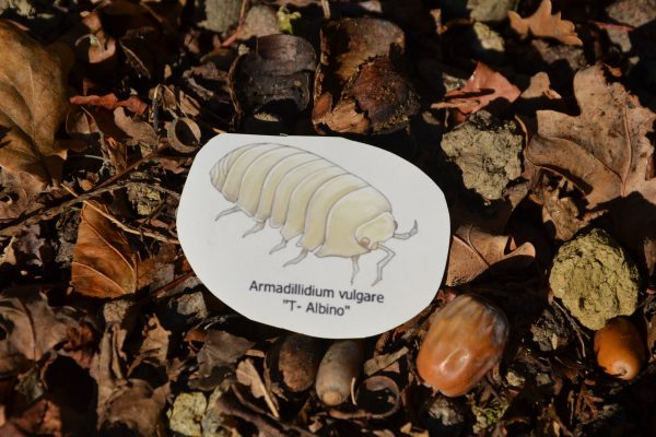 Sticker Armadillidium vulgare "T- Albino"