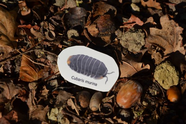 Sticker Cubaris murina