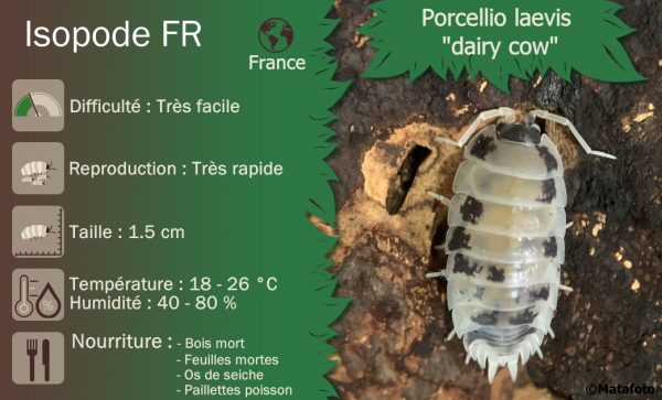 Porcellio laevis "Dairy cow" - x10 – Image 4