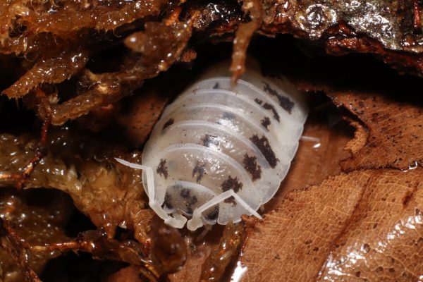 Porcellio laevis Dairy Cow