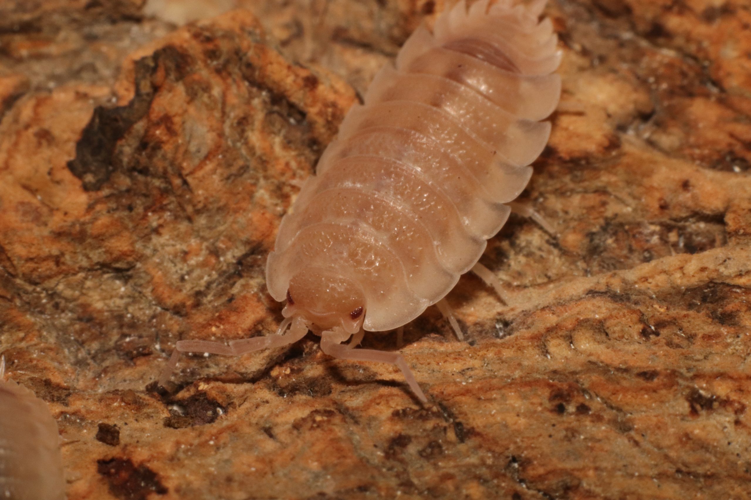 Porcellio scaber 