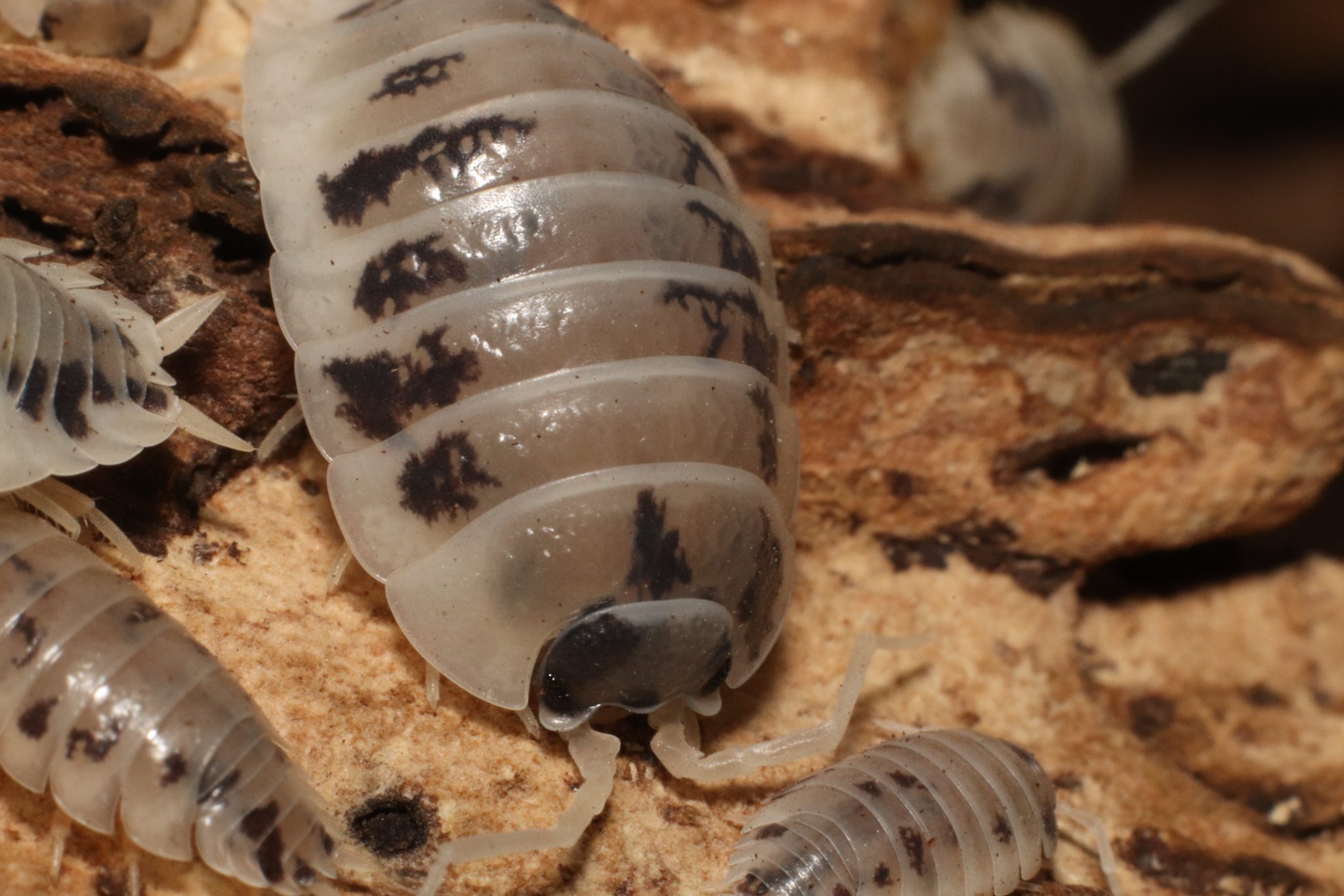 Porcellio laevis "Dairy cow" x10 Isopode FR
