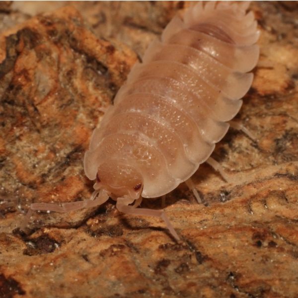 Porcellio scaber « Ghost » – x10