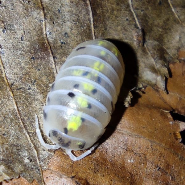 Armadillidium vulgare Magic potion