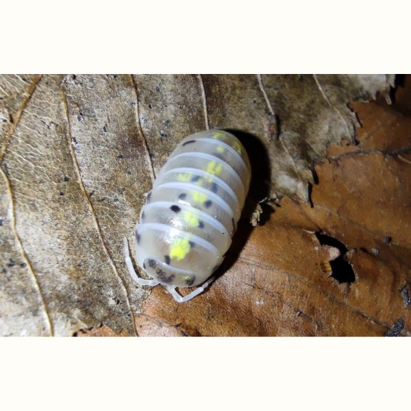Armadillidium vulgare "Magic Potion" - x10