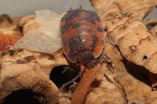 Porellio scaber Lava