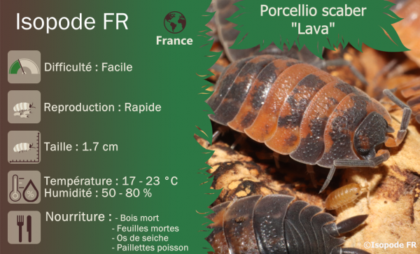 Porellio scaber Lava