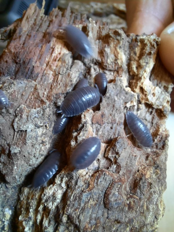 Porcellio laevis Black