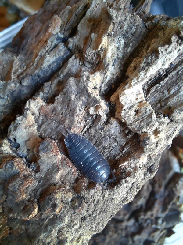 Porcellio laevis Black