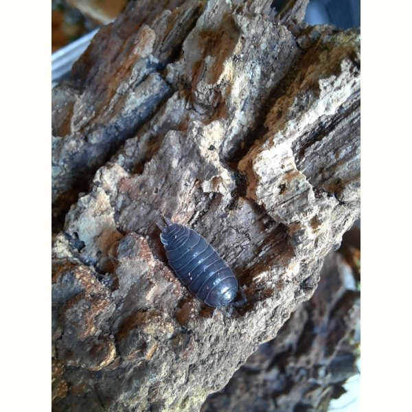 Porcellio laevis "Black" - x10