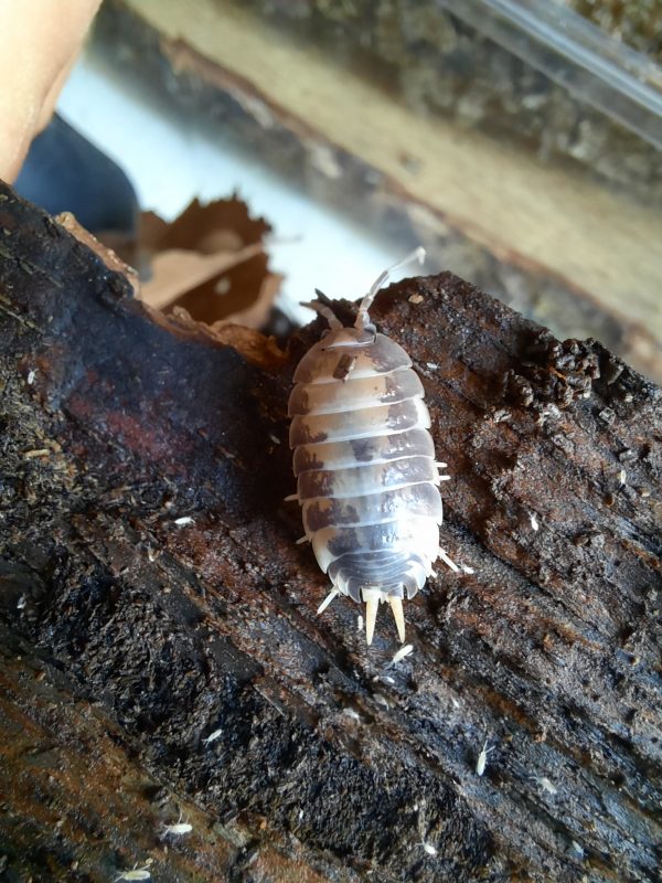 Porcellio laevis Milkback