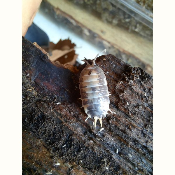 Porcellio laevis "Milkback" - x10