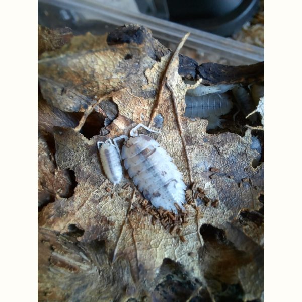Porcellio scaber "Dalmatien" - x10