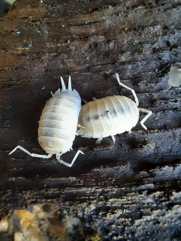 Porcellio laevis White