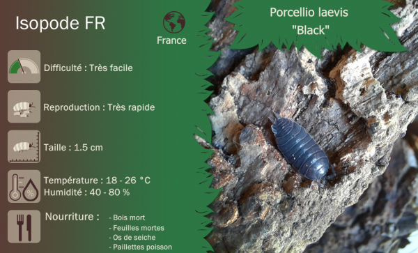 Porcellio laevis Black