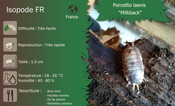 Porcellio laevis "Milkback" - x10 – Image 3