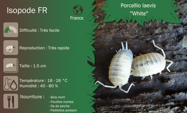 Porcellio laevis "White" - x10 – Image 3