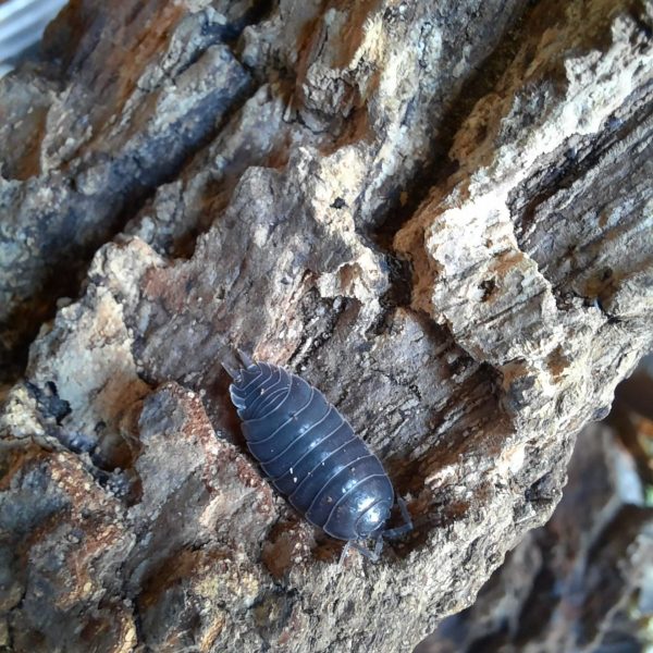 Porcellio laevis « Black » – x10