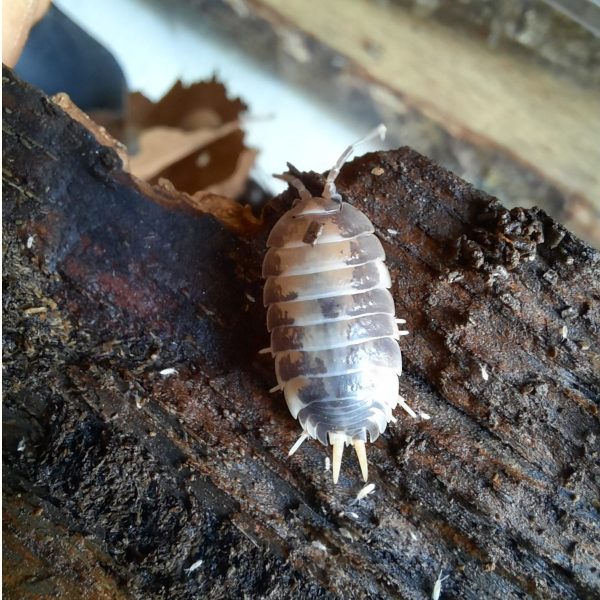 Porcellio laevis « Milkback » – x10