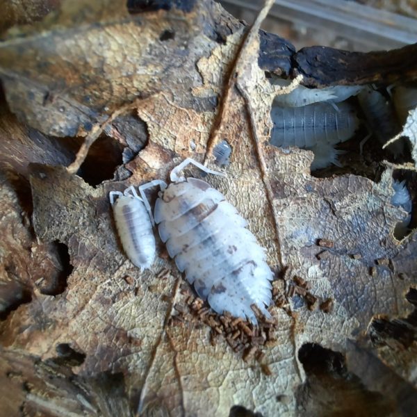 Porcellio scaber « Dalmatien » – x10