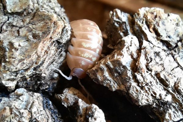Isopode armadillidium albino T+