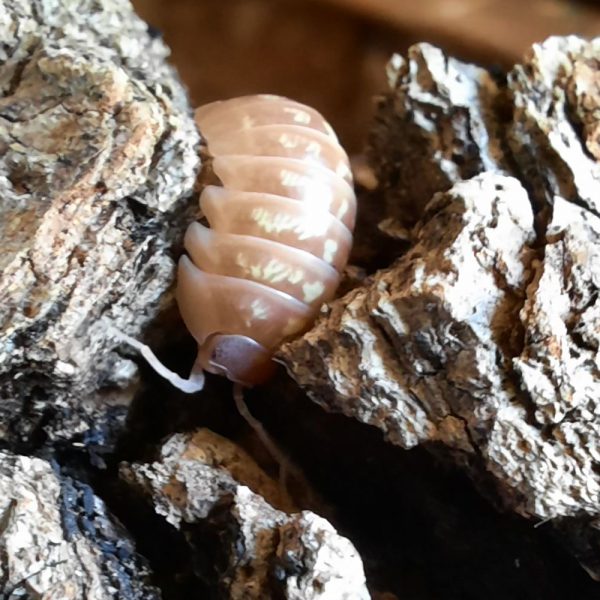 Isopode armadillidium albino T+