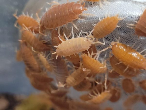 porcellionide pruinosus orange