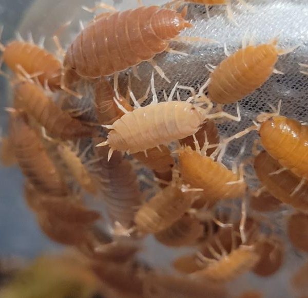 porcellionide pruinosus orange