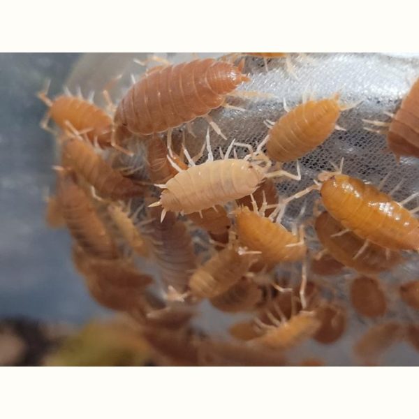 Porcellionide pruinosus "Orange" - x10