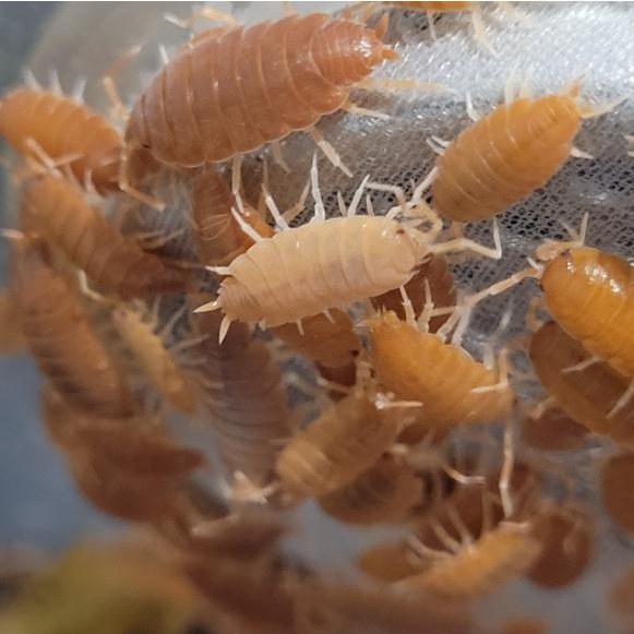 Porcellionide pruinosus « Orange » – x10