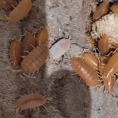 Une colonie de Porcellionides pruinosus Orange en pleine activité