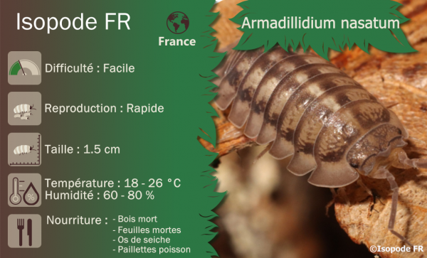 Armadillidium nasatum