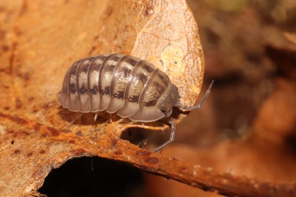 Armadillidium nasatum