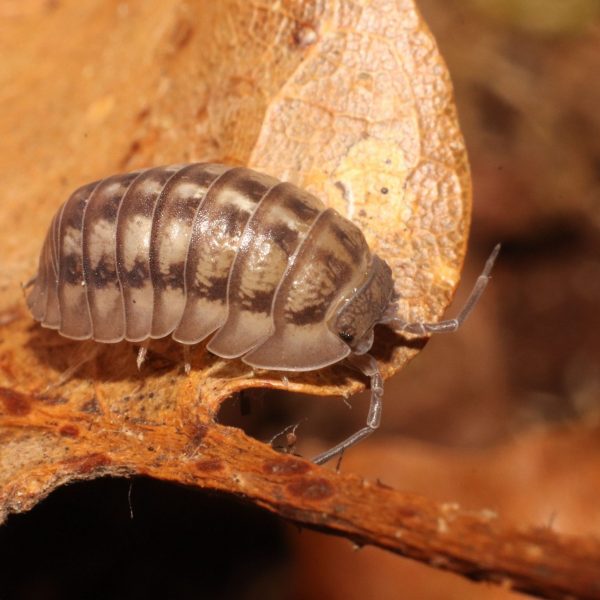 Armadillidium nasatum