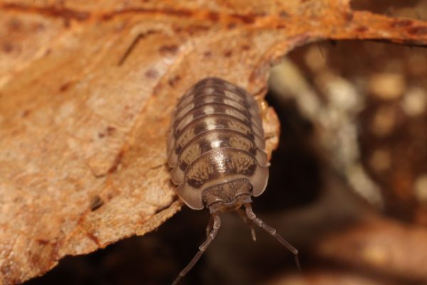 Armadillidium nasatum