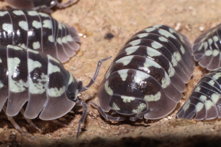 Comment savoir si ma colonie d’isopodes va bien ?