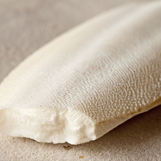 Quel calcium donner à ses isopodes ?