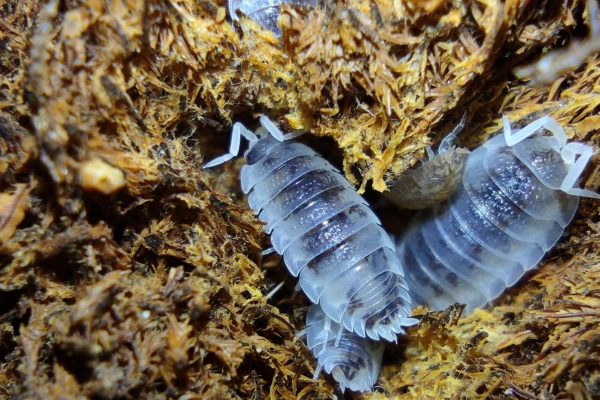 Porcellio scaber Oreo