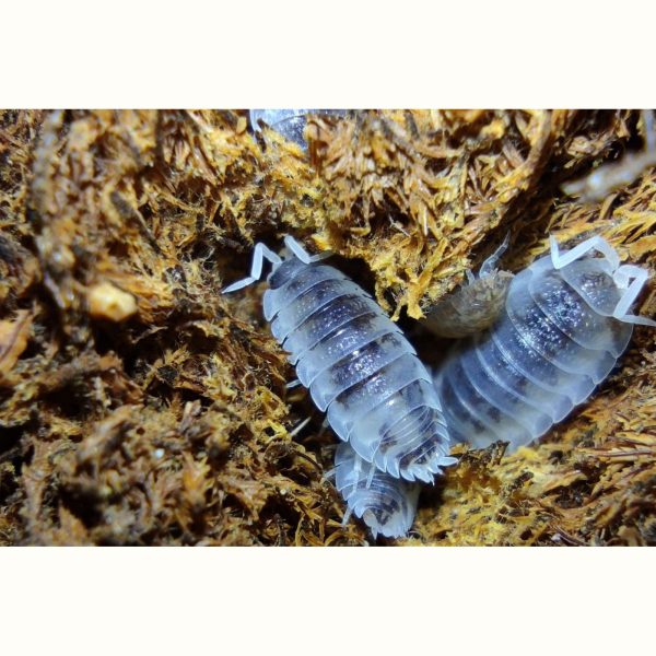 Porcellio scaber "Oreo" - x10