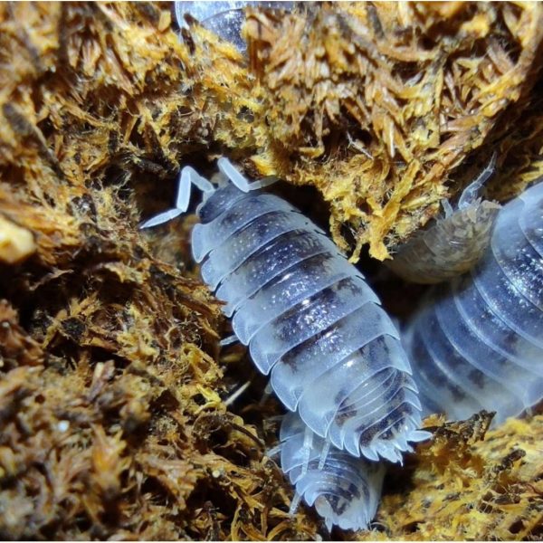 Porcellio scaber « Oreo » – x10