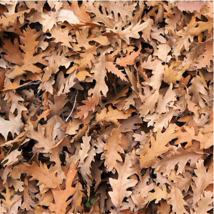 Feuilles de chêne