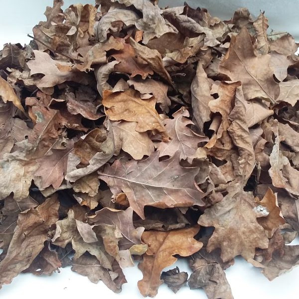 Tas de feuilles de chêne séchées pour isopodes et terrarium bioactif