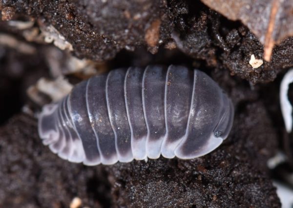 Cubaris sp white side