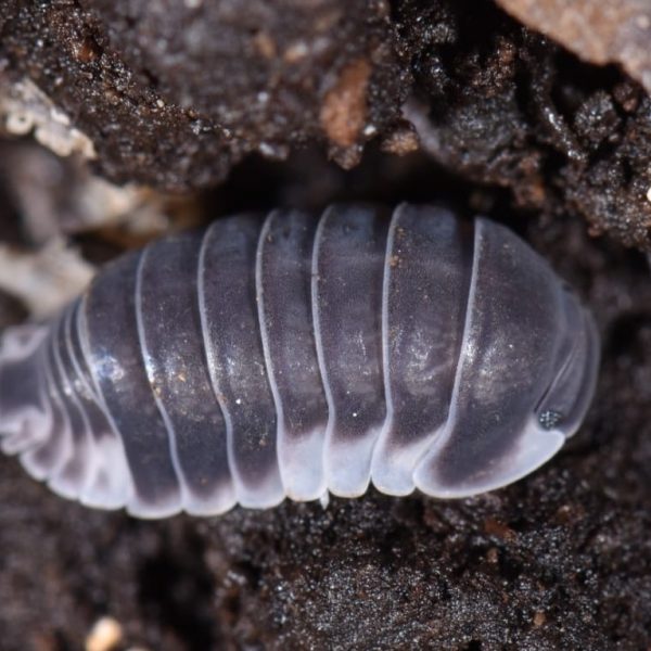 Cubaris sp white side