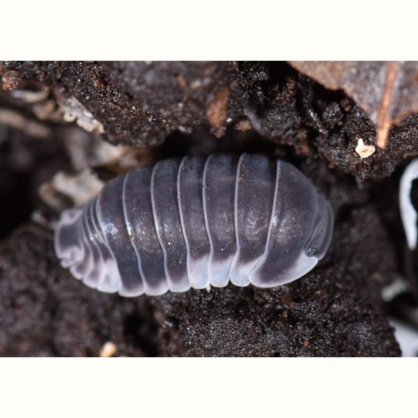 Cubaris sp. "White Side" - x10