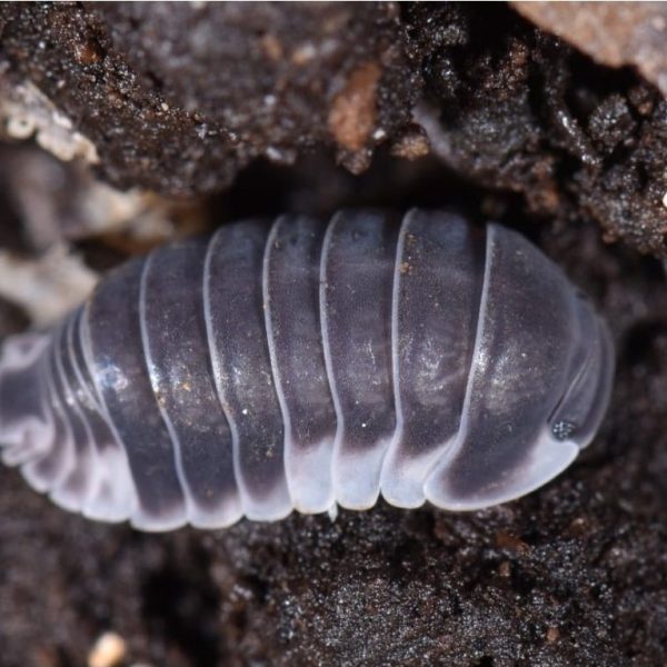 Cubaris sp. « White Side » – x10