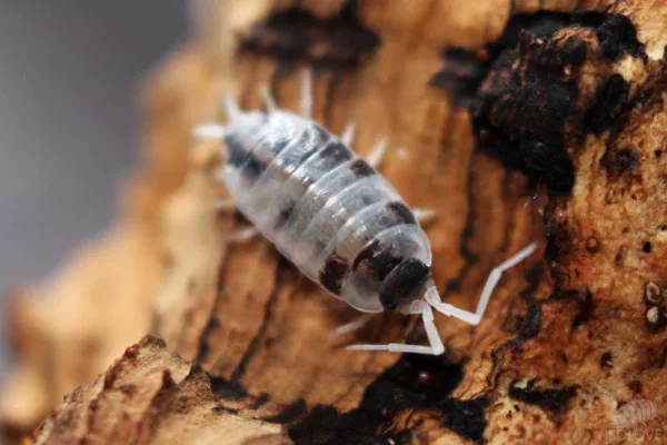 Porcellionide pruinosus "Oreo crumble" - x10
