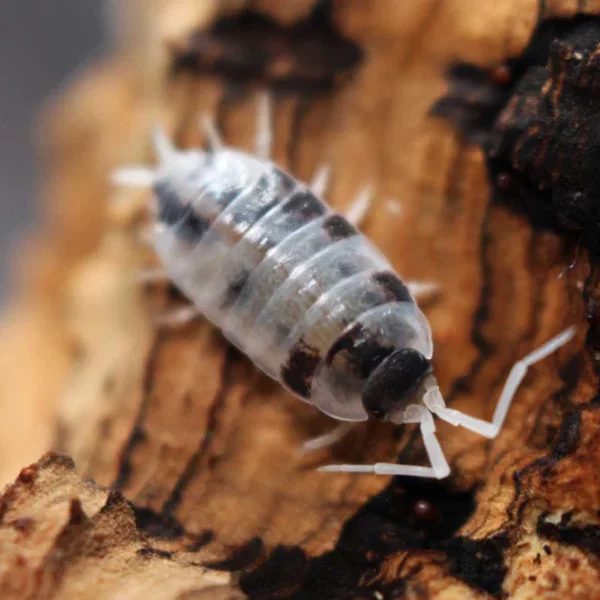 Porcellionide pruinosus "Oreo crumble" - x10