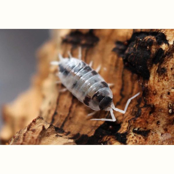 Porcellionide pruinosus "Oreo crumble" - x10